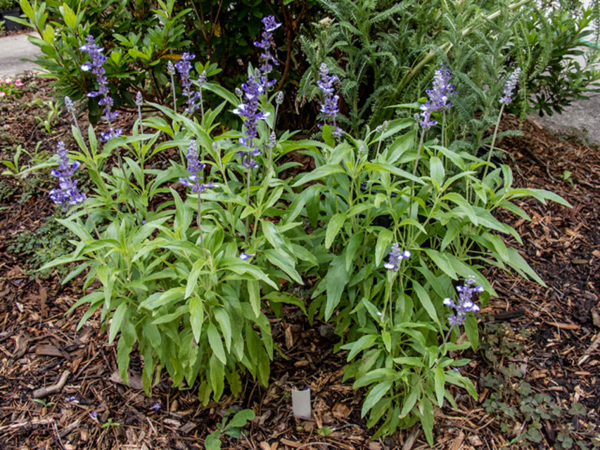 Henry Duelberg Salvia