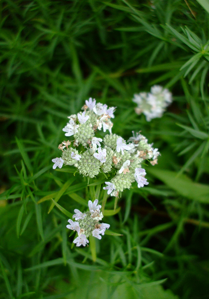Mountain Mint